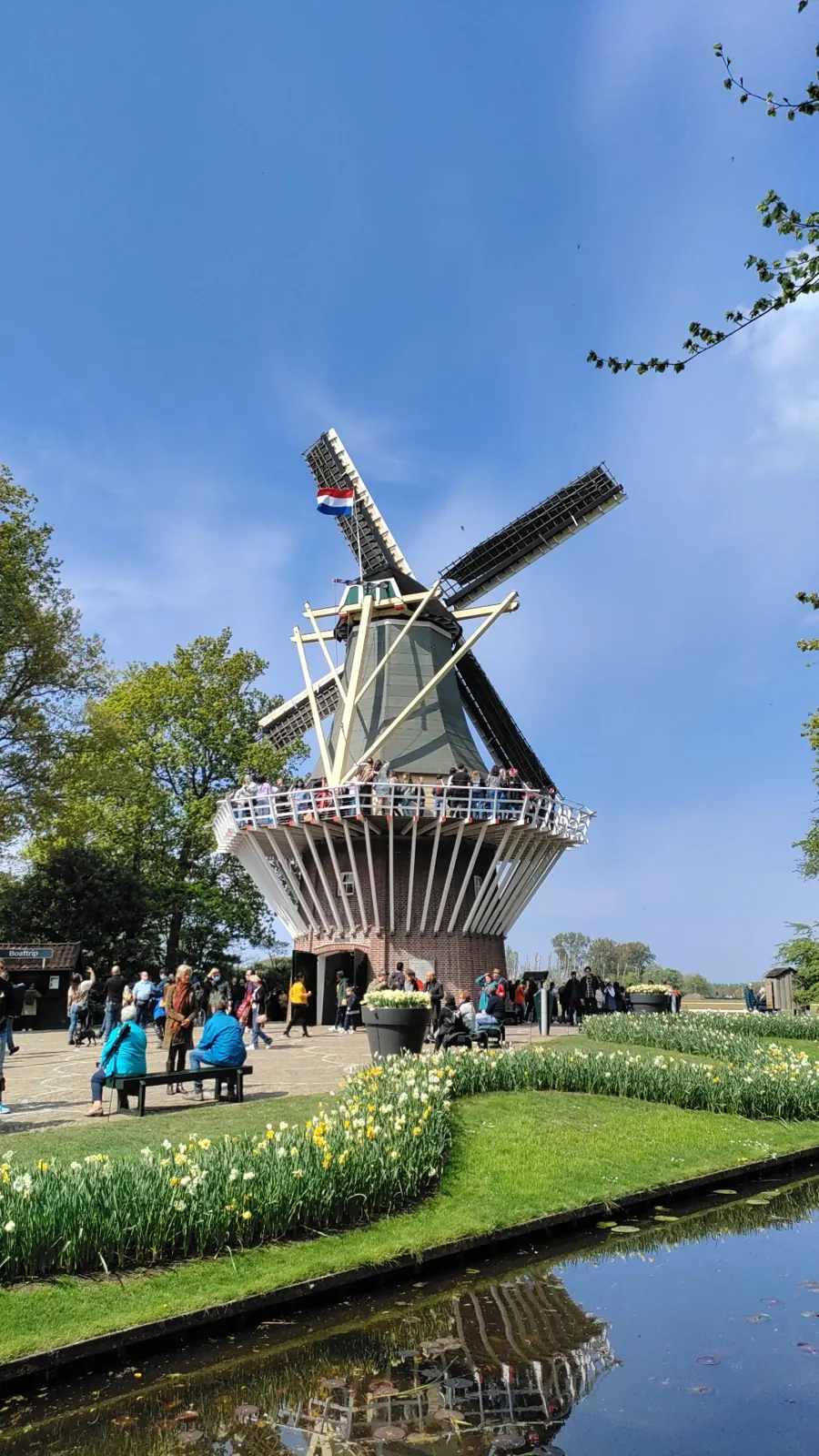 Traditional Dutch windmill surrounded by spring flowers